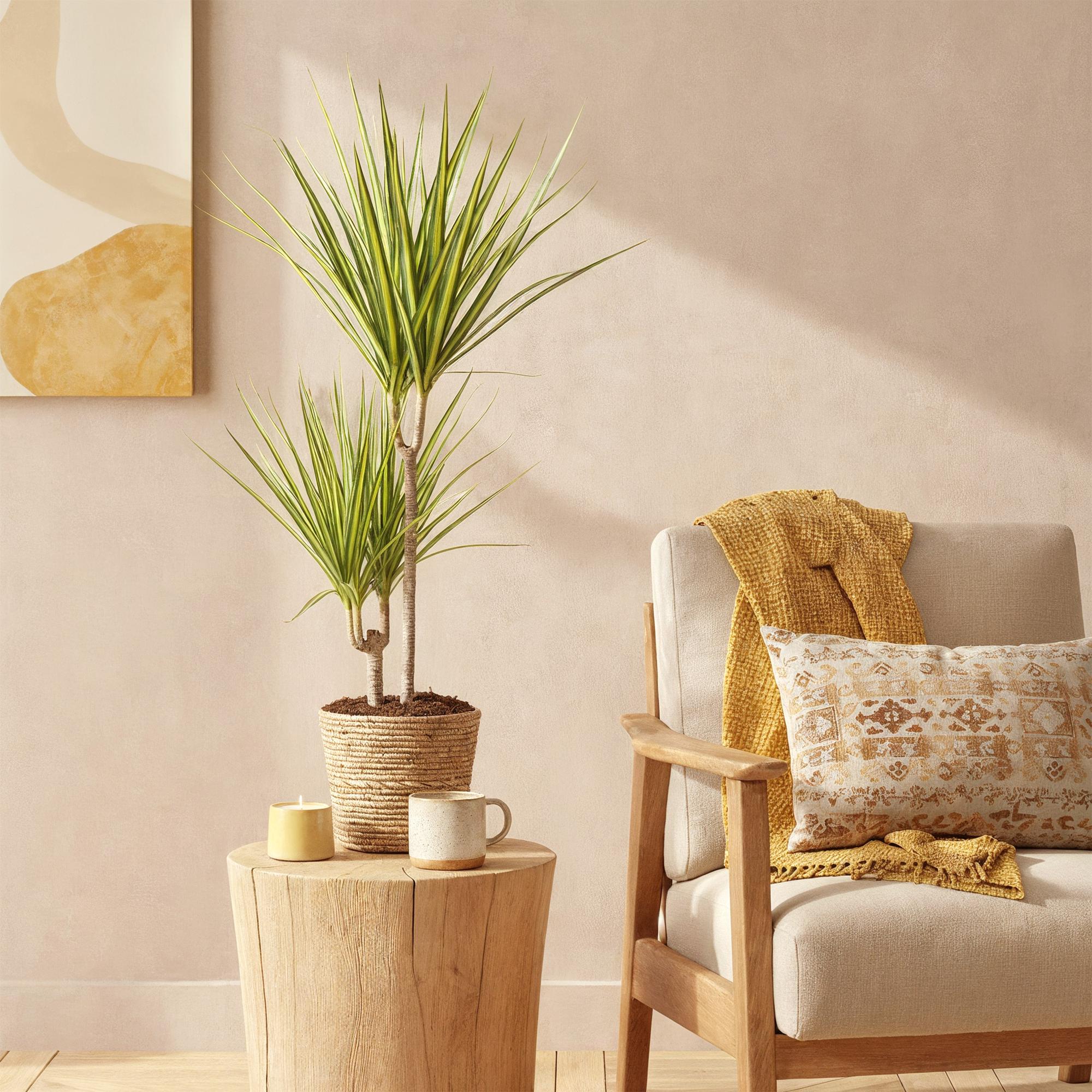 Dracaena Sunray - Drakenbloedboom - Weinig onderhoud - Groen - 1 Plant - Pot 17cm - Hoogte 70-75cm