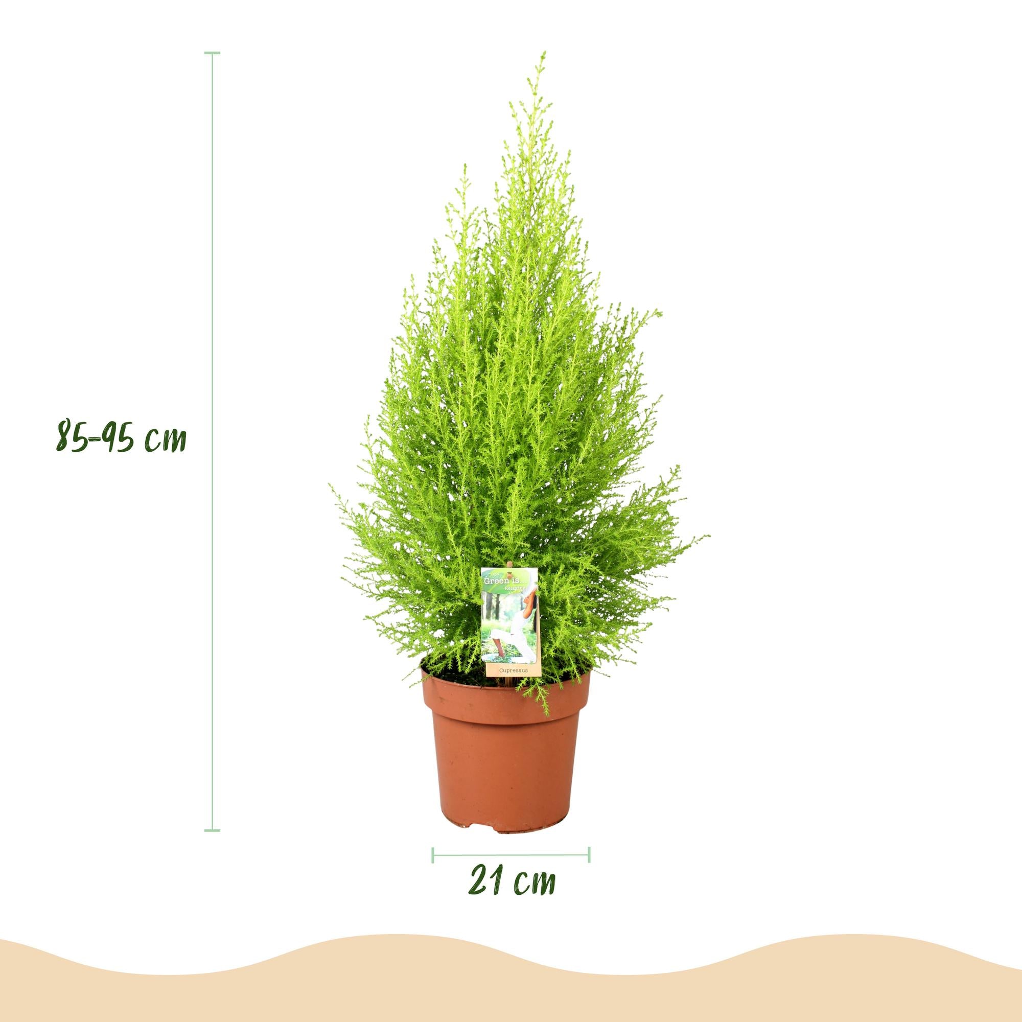 Cupressus Gold Crest Wilma - Kamer conifeer - met Potter Grijs - Pot 21cm - Hoogte 85-95cm