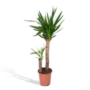 Juka Elephantipes - Ø21cm - ↕100cm