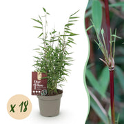 Bamboe - Fargesia Red Dragon - Bladhoudend - Niet Woekerend - Groen - 18 Planten - Pot 14cm - Hoogte 35cm