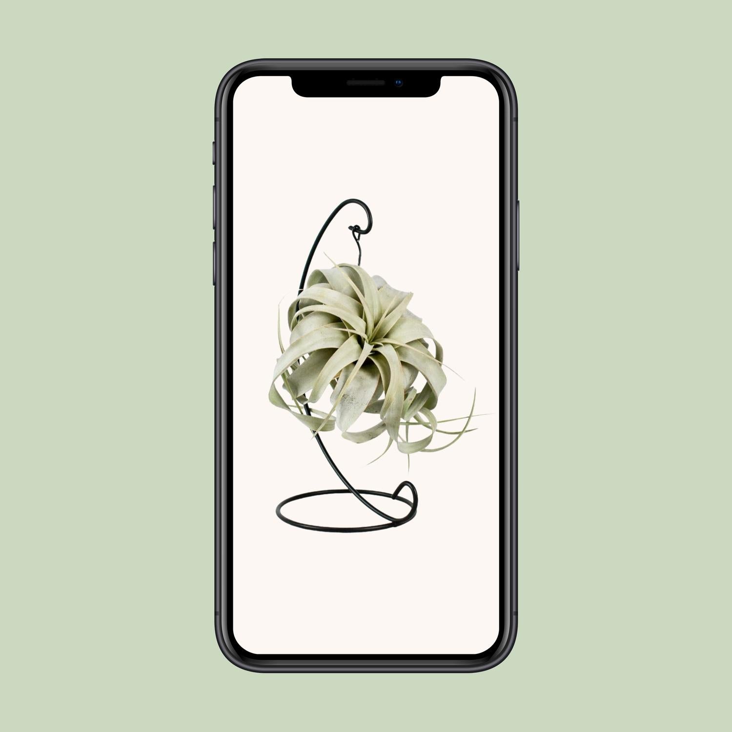Tillandsia Rey Xero - Ø12cm - ↕23cm