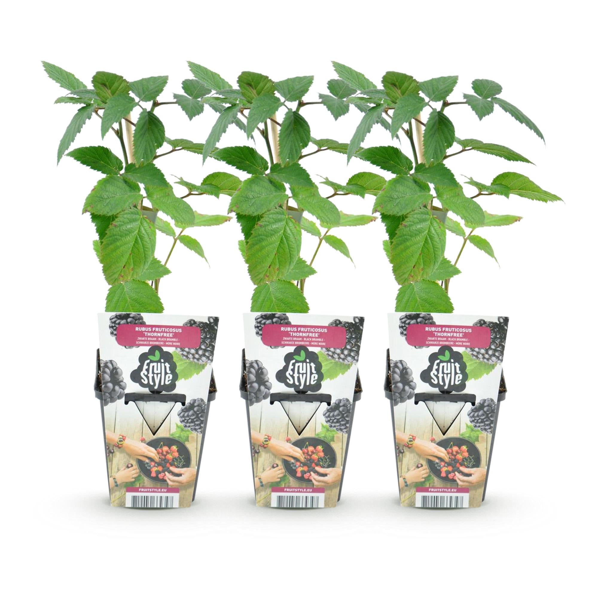 Doornloze Braam - Rubus Thornfree - Winterhard - 3 Planten - Pot 9 cm - Zwarte Braam
