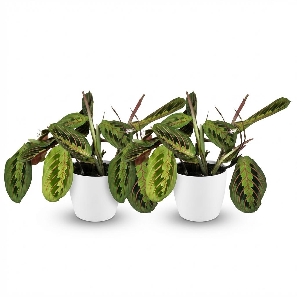 Maranta Fascinator Tricolour - Gebedsplant - Huisdiervriendelijke Plant - Groen - 2 Planten - met Potter Wit - Pot 12cm - Hoogte 25cm