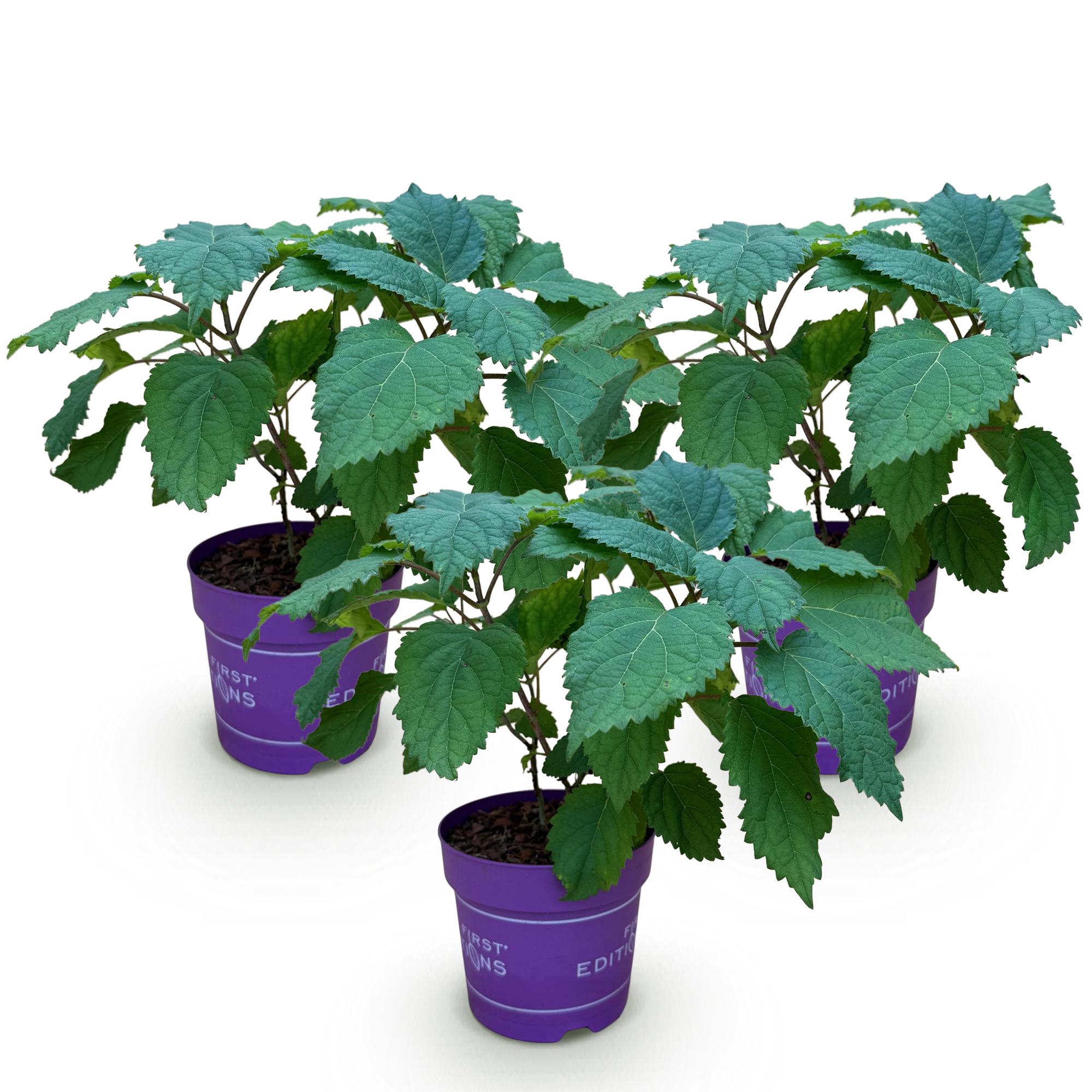 Hydrangea arborescens FlowerWOW - Hortensia - Winterhard - Wit - 3 Planten - Pot 14cm - Hoogte Hoogte 20-30cm