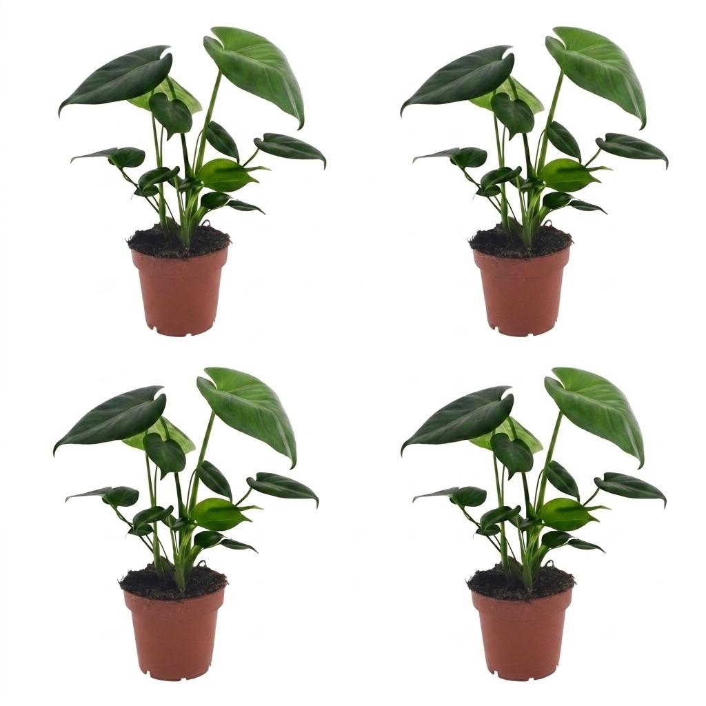 Monstera Deliciosa - Gatenplant - 4x - Pot 12cm - Hoogte - 30cm