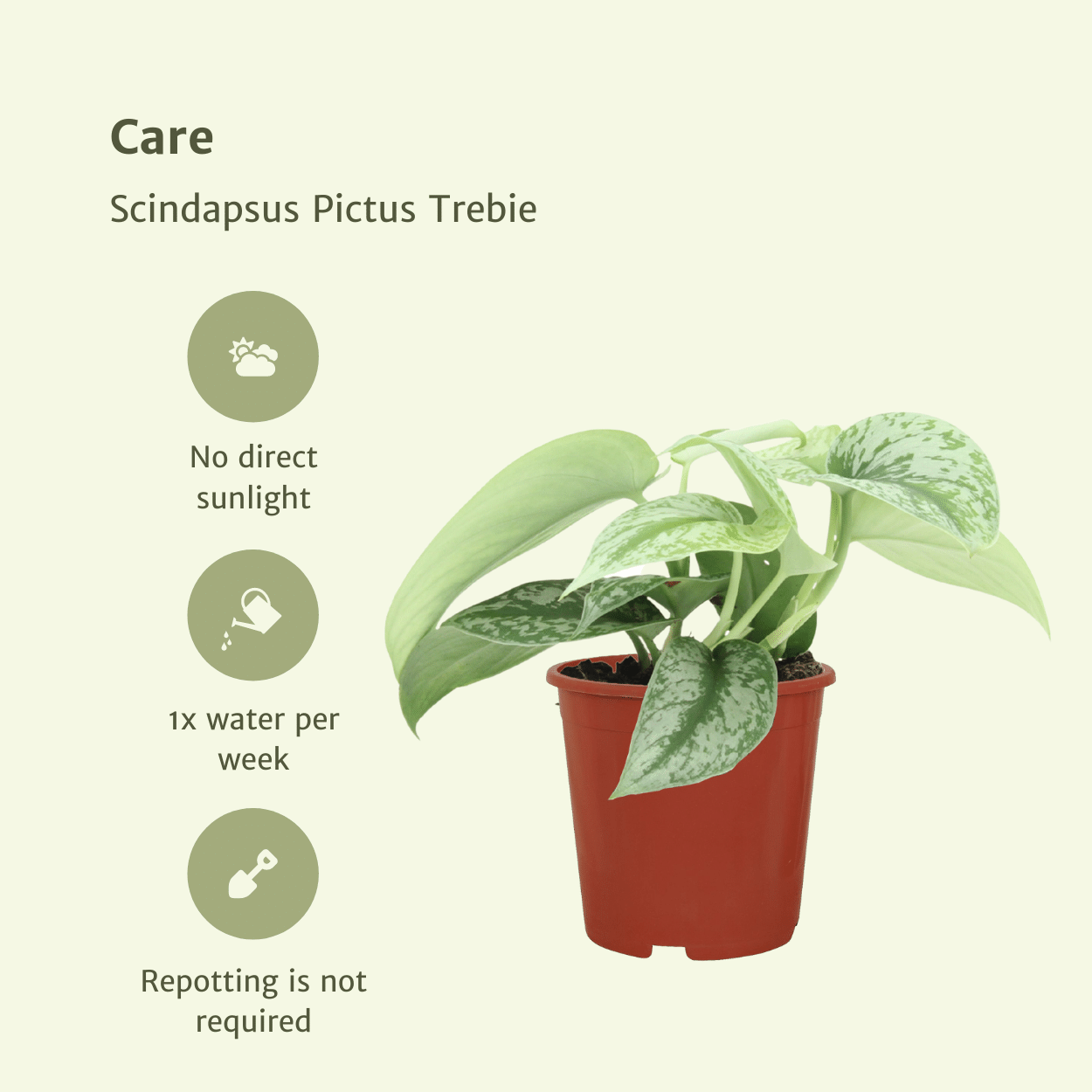 Scindapsus Pictus Trebie (Epipremnum) - 2 pièces - Ø12cm - ↕15cm