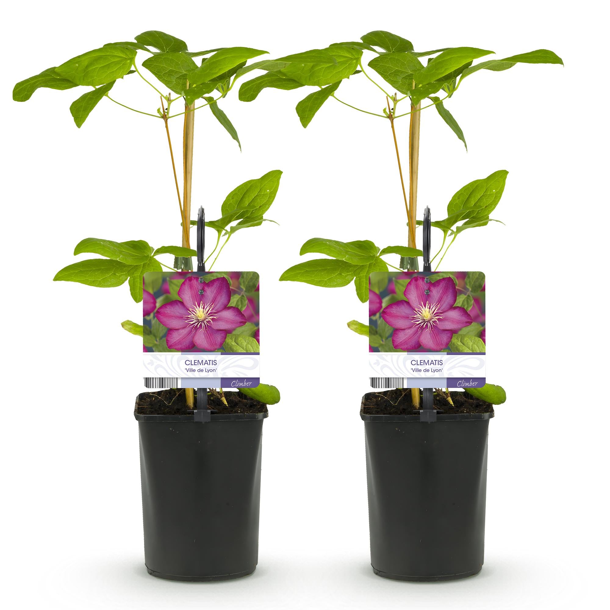 Green boutiQ – Kletterpflanze – Clematis Ville de Lyon – Rosa Blüte – Pflegeleicht – 2 Pflanzen – Topf 11 cm, Höhe 40 cm