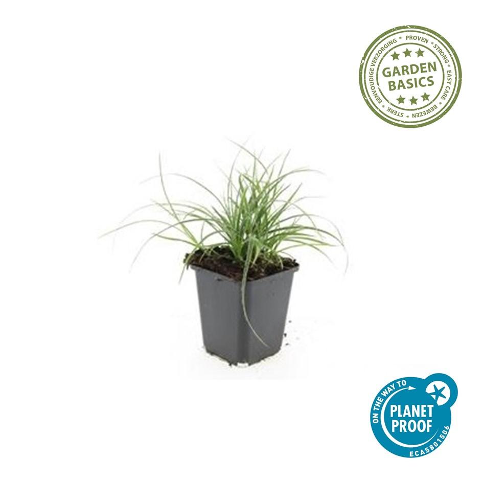 6x Luzula nivea - ↕10-25cm - Ø9cm
