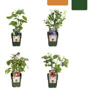 "Fruit Paradise" BIO Fruit Plant Mix Set of 4 Different Varieties