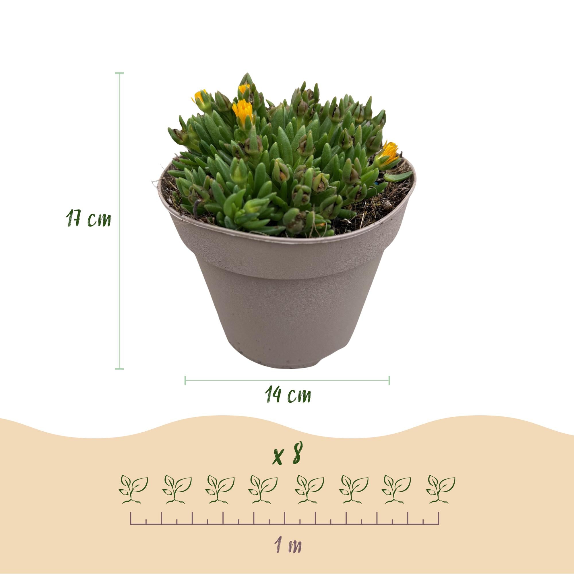 Delosperma - 4 Planten - Kleuren Rood - Geel - Paars - Roze - Weinig Onderhoud - Pot 14 Hoogte 17