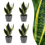 Sansevieria Future Superb - Vrouwentong - 4x - met Potter Grijs - Pot 12cm - Hoogte - 35cm