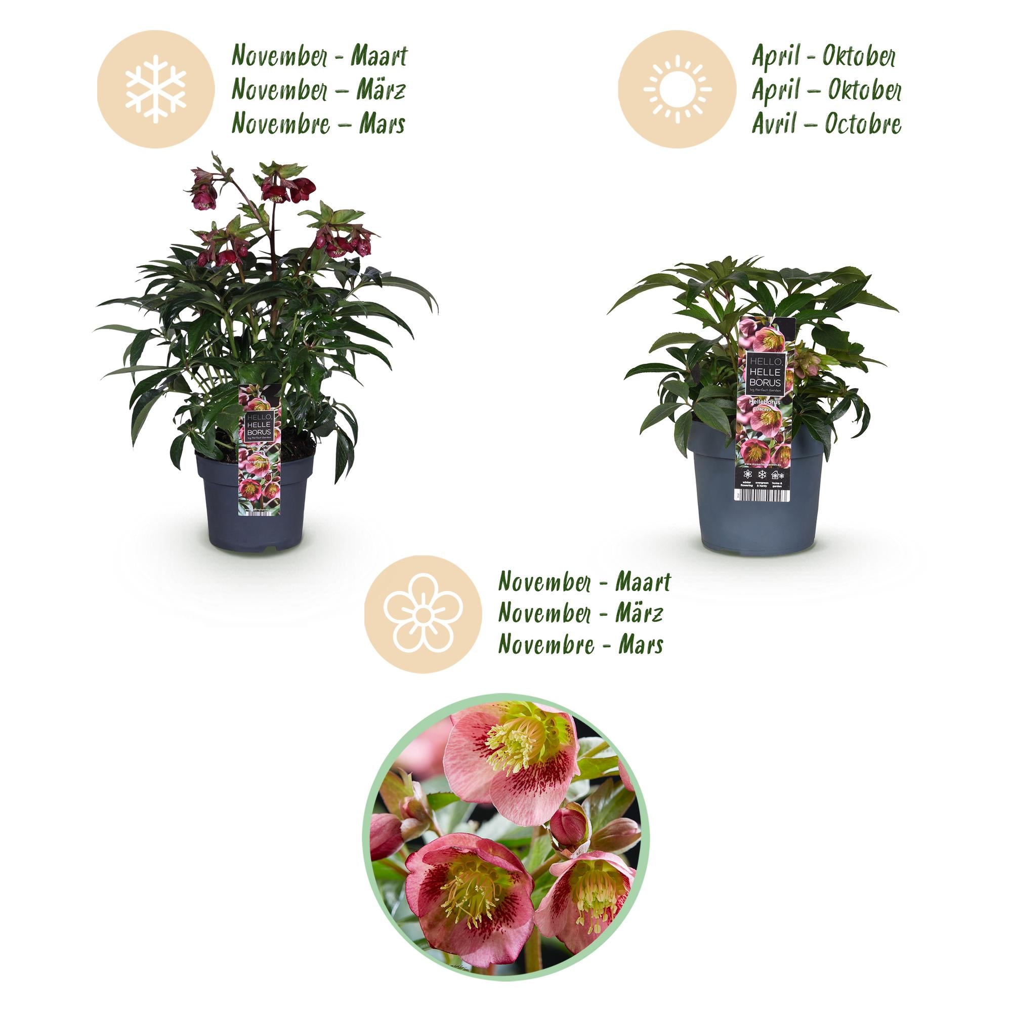 Lenten Rose - Helleborus Dacaya - Roze Bloem - Groenblijvend - Pot 19cm Hoogte 50cm