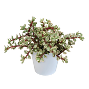 Portulacaria afra Variegata 10,5cm - in witte pot