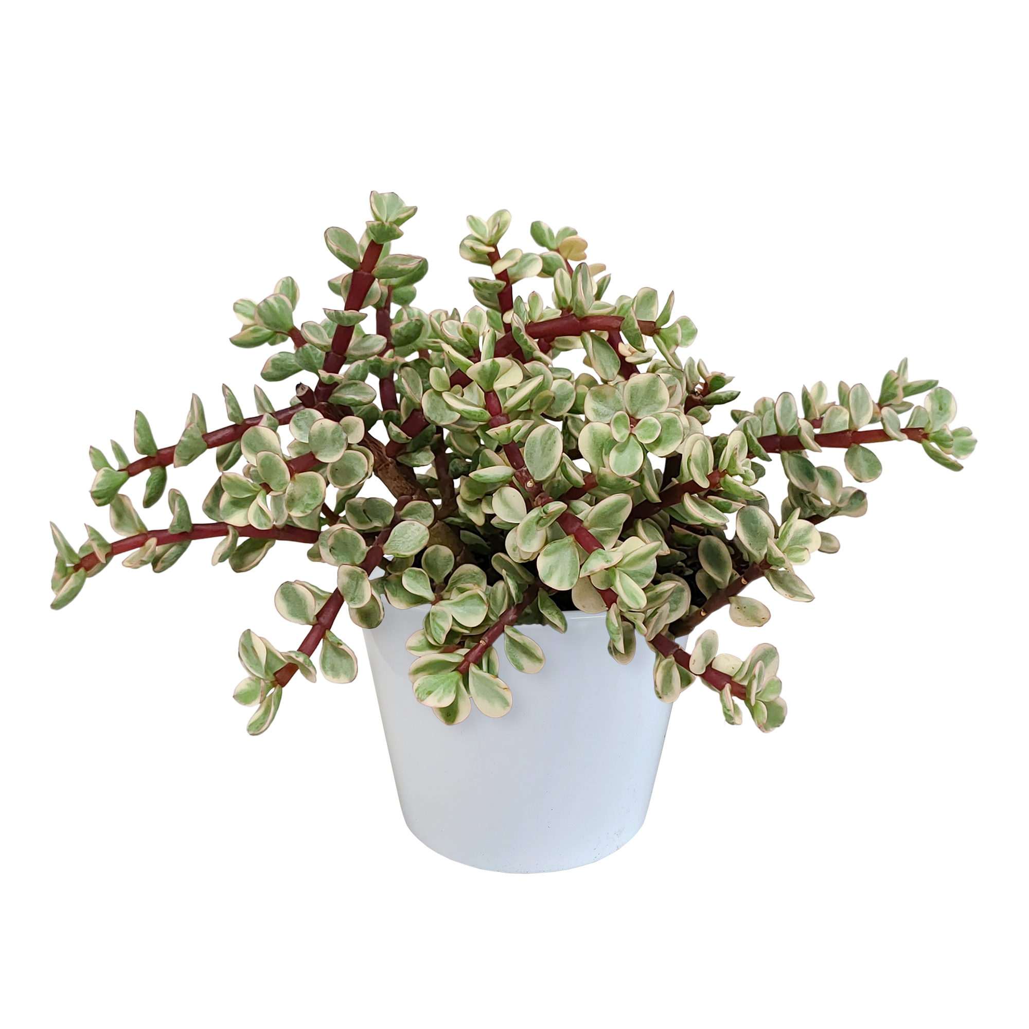Portulacaria afra Variegata 10,5cm - in witte pot