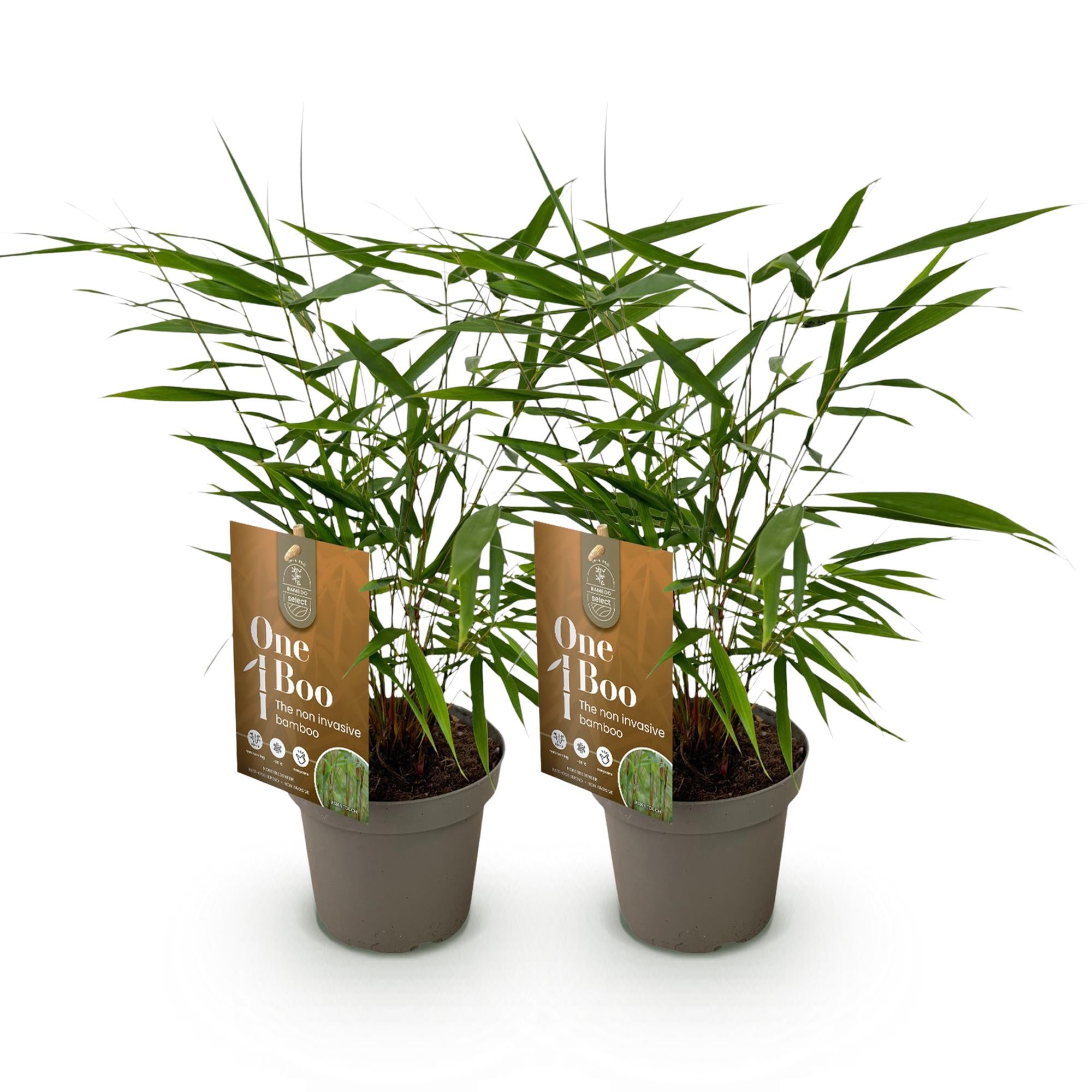 Fargesia Asian Wonder - Niet Woekerende Bamboe - Bladhoudend - Groen - 2 Planten - Pot 14 cm - Hoogte 35 cm