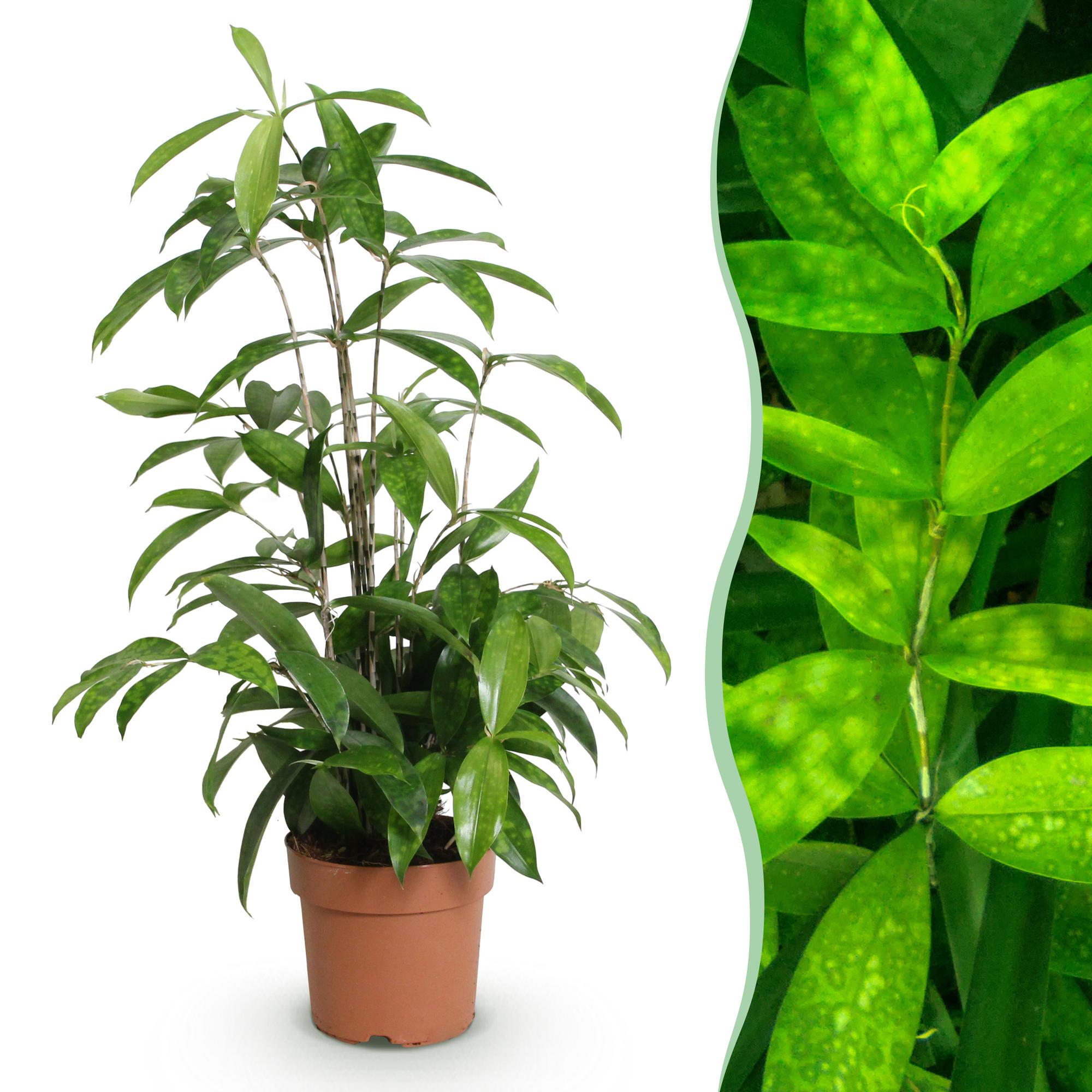 Dracaena surculosa - Drakenbloedboom - Weinig onderhoud - Groen - 1 Plant - Pot 17cm - Hoogte 60-70cm