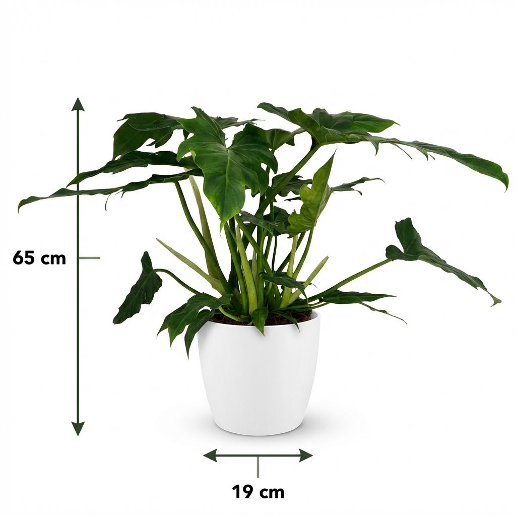 Philodendron Lacerum - Groen - Weinig onderhoud - 1 Plant - met Potter Wit - Pot 19cm - Hoogte 65cm