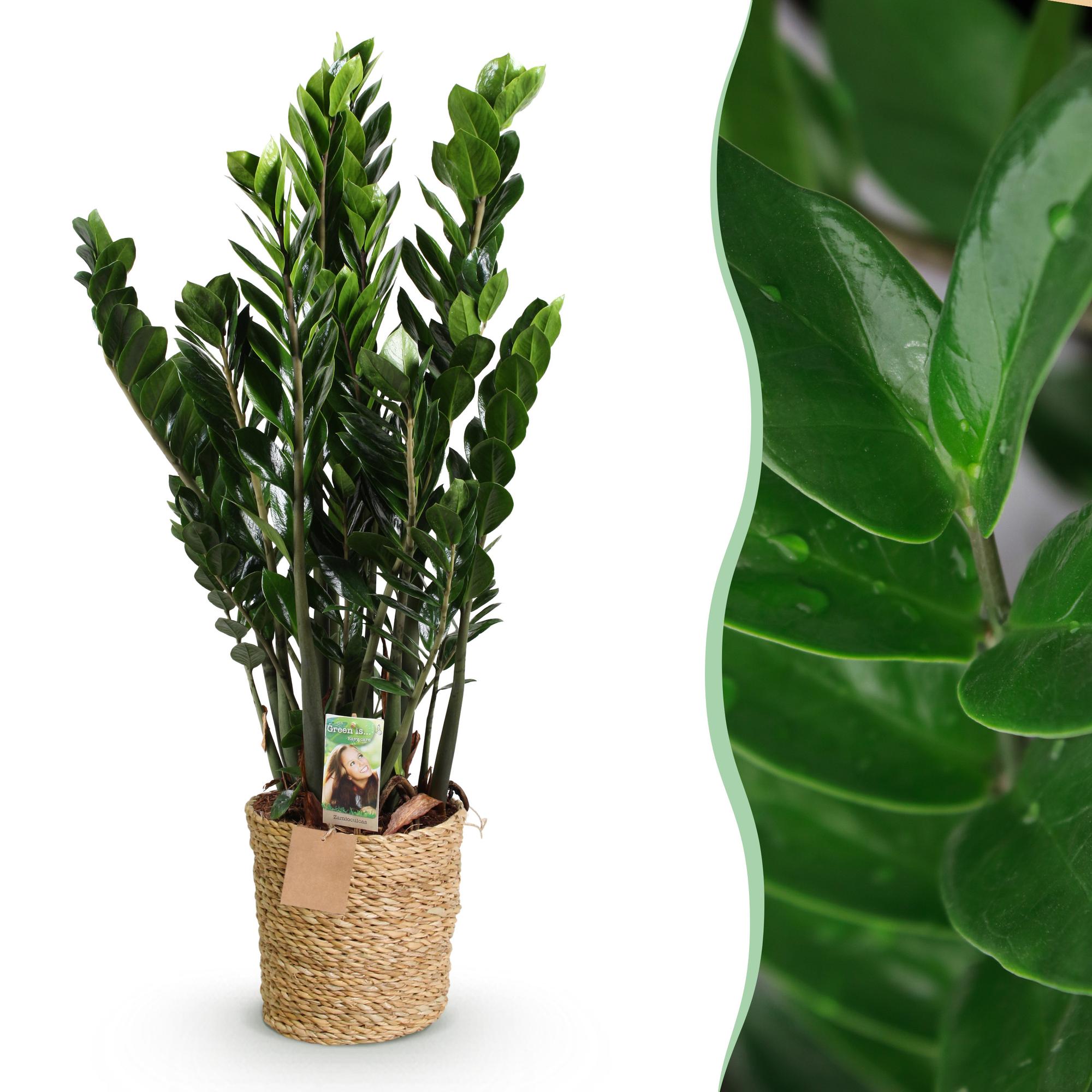Zamioculcas - ZZ-plant - met mand - Pot 21cm - Hoogte 80-90cm