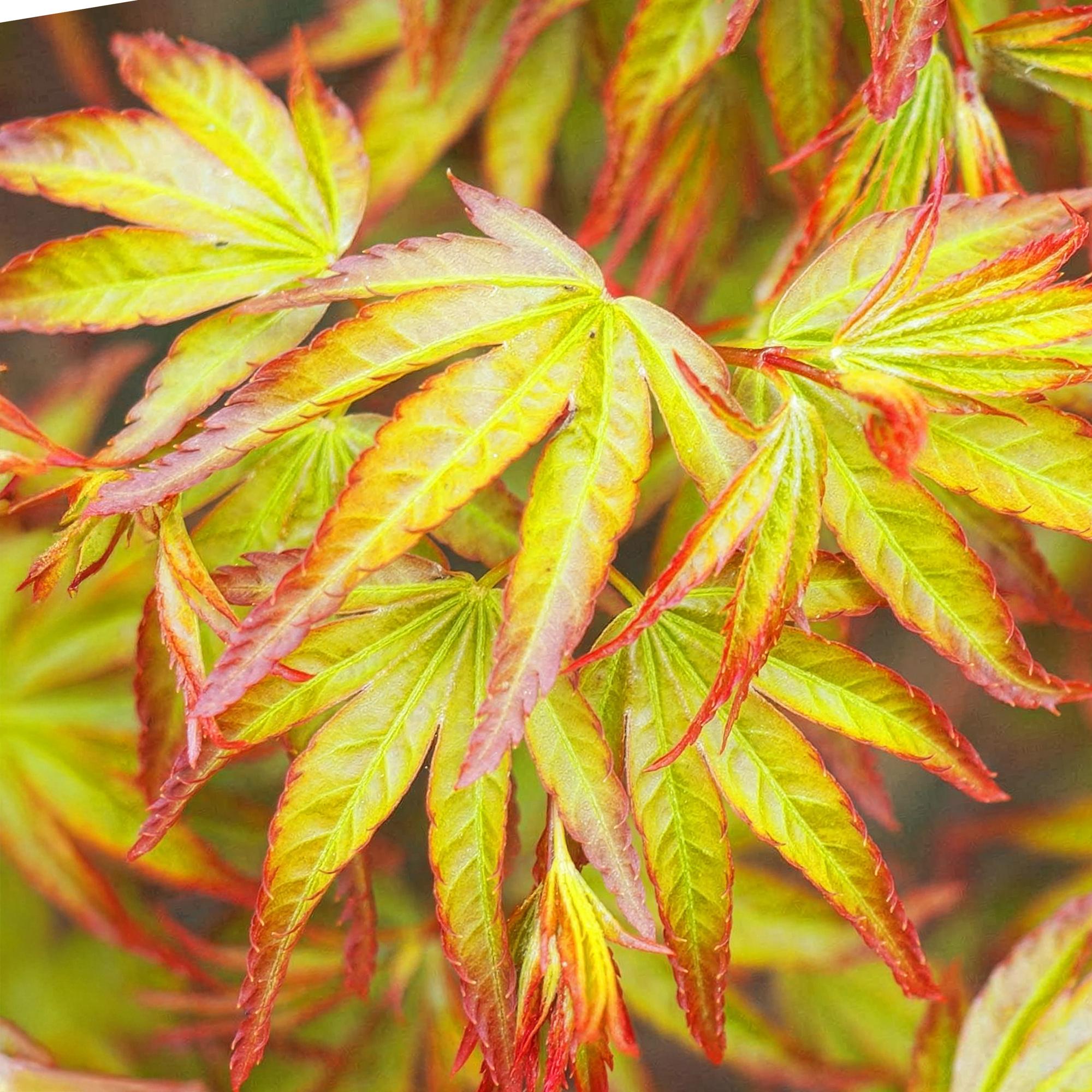 Acer palmatum Little Princess - Groen - 1 Plant - Bladverliezend - Weinig Onderhoud - Pot 12cm Hoogte 35cm