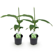 Bananen plant - Musa Basjoo - Winterhard - 2 planten - Pot 12cm Hoogte 30cm