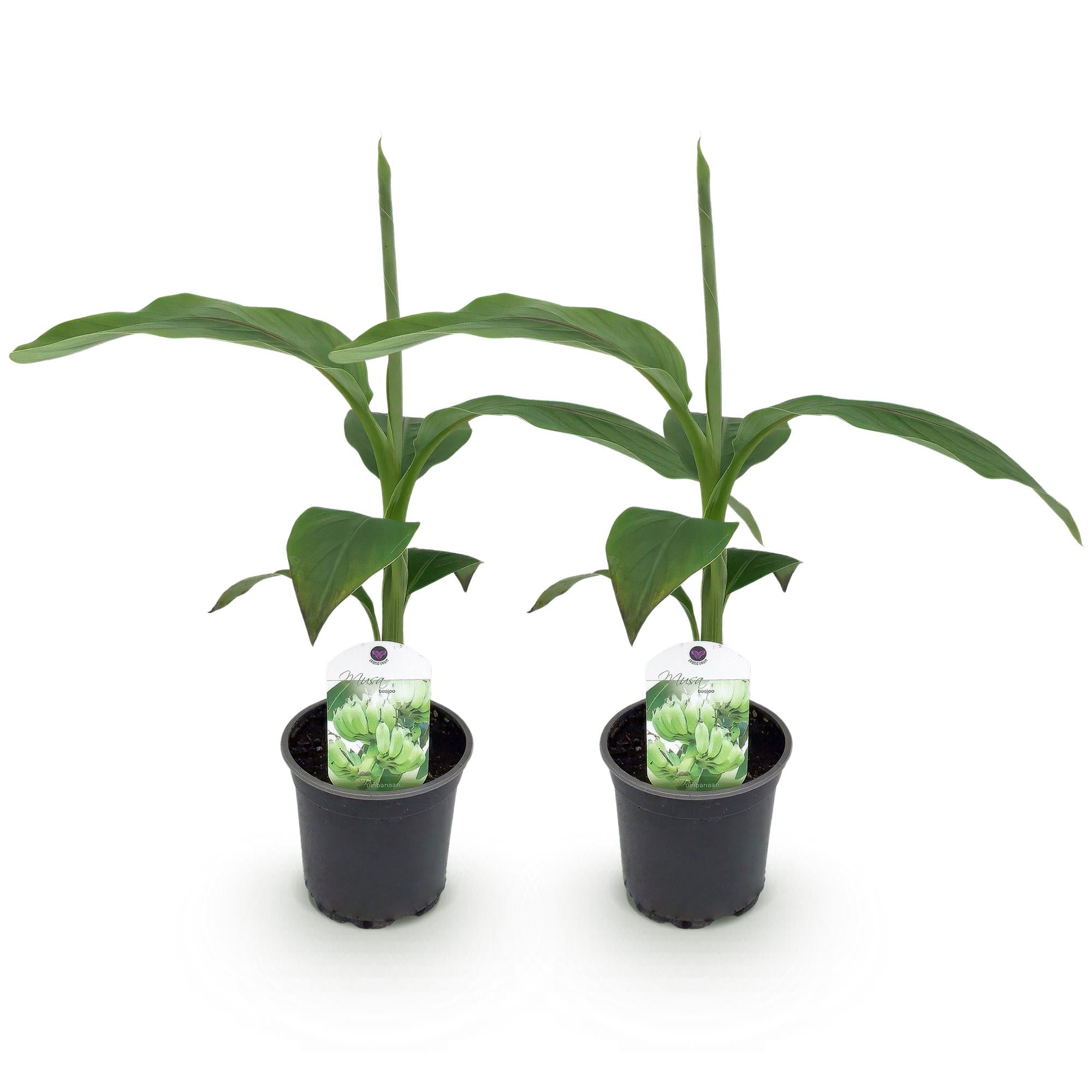 Bananen plant - Musa Basjoo - Winterhard - 2 planten - Pot 12cm Hoogte 30cm