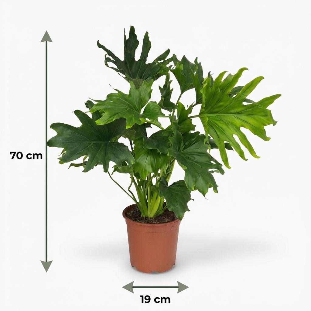 Philodendron Lickety split - Groen - Weinig onderhoud - 1 Plant - Pot 19cm - Hoogte 70cm
