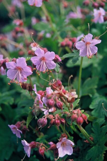 60x Geranium macrorrhizum - ↕10-25cm - Ø9cm