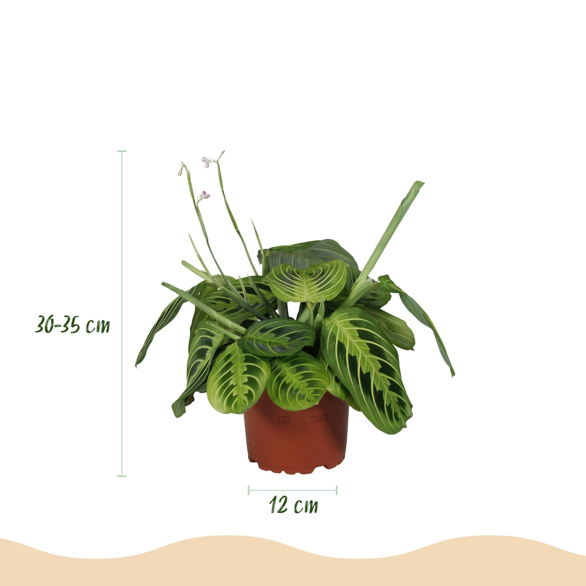 Maranta Fascinator Lemon Lime - Gebedsplant - 2 Planten - met Mand - Pot 12cm - Hoogte 25cm