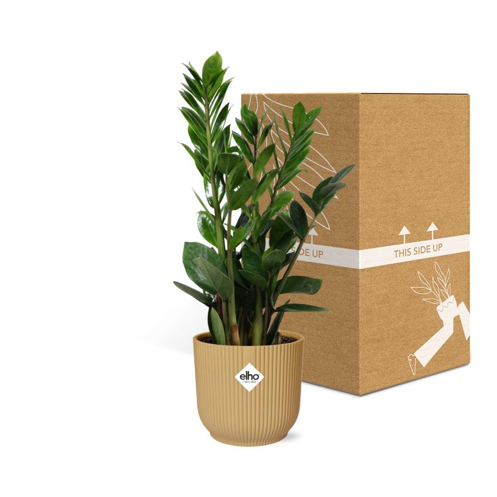 Zamioculcas – Altezza 45-50 in ELHO Vibes Fold 14cm giallo