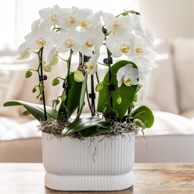Kolibri Orchids | Witte Phalaenopsis orchidee - Niagara Fall White - Ø9cm