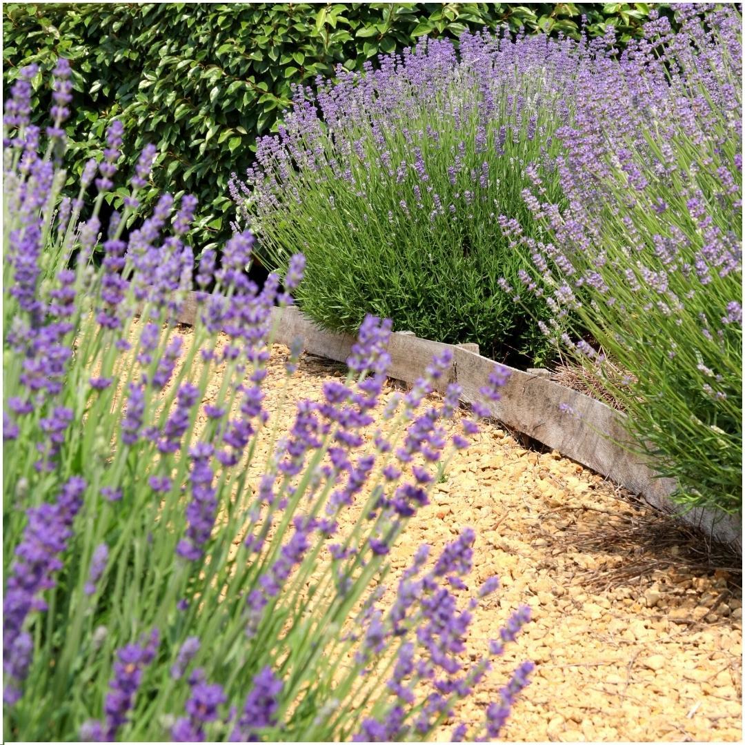 Lavandula angustifolia Felice® - 12 cm pot - Set van 6 Echte Lavendel planten