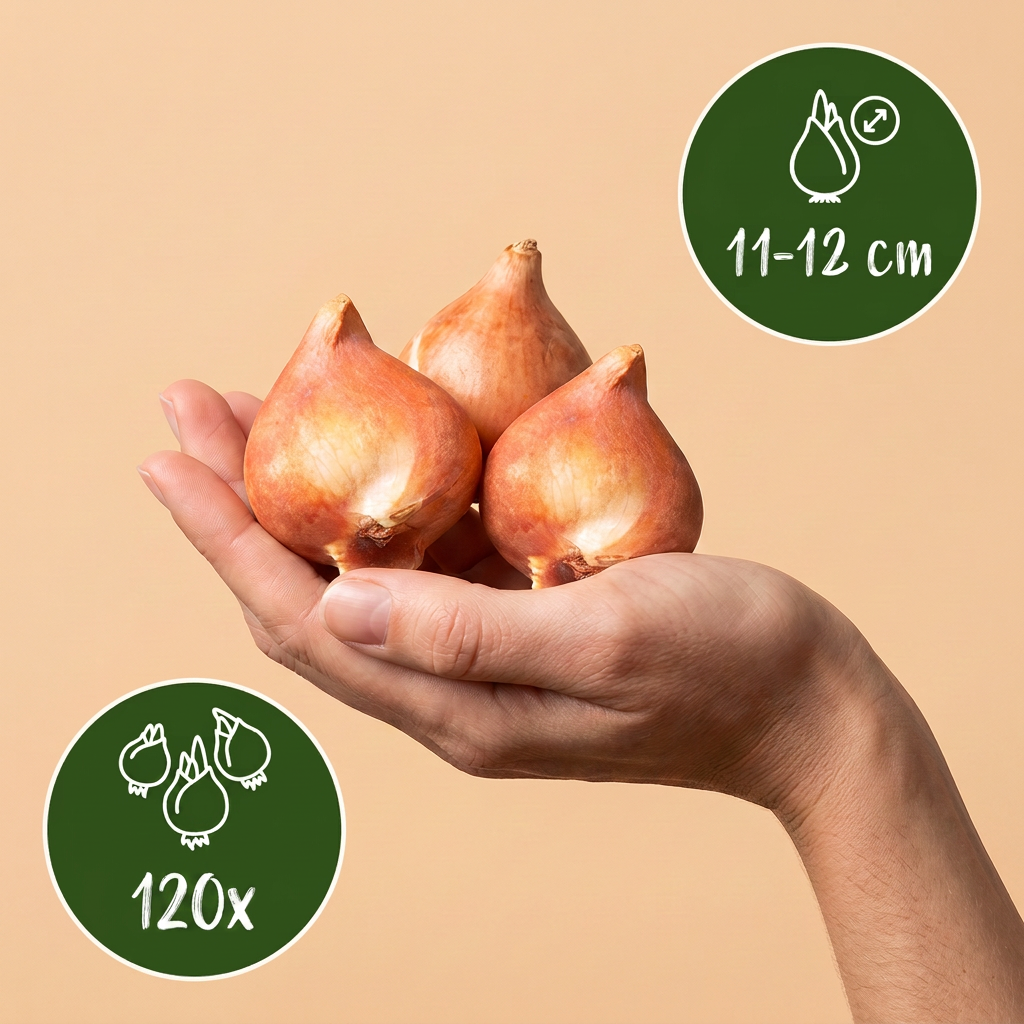 120 bulbos de tulipán doble - Mezcla de tulipanes dobles - Varios - Floración primaveral - Tamaño del bulbo 11/13