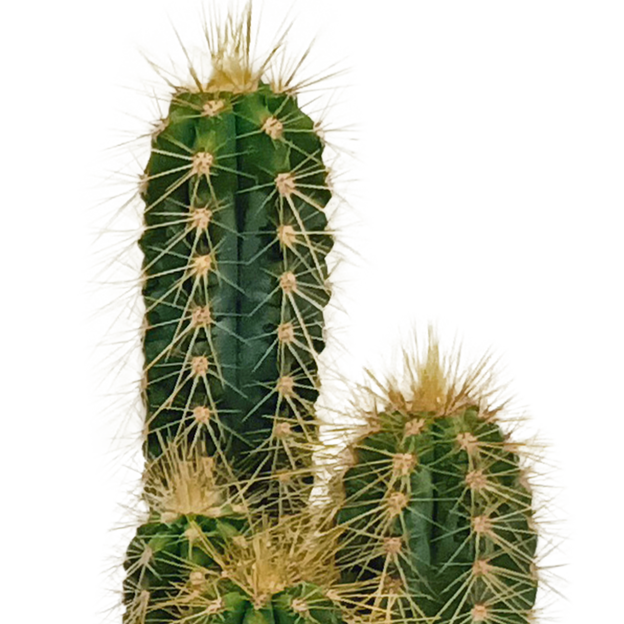 Cactus mix 5.5 cm - 10x - without pot