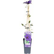Clématite The President - Clématite violette - Ø15cm - ↕65cm