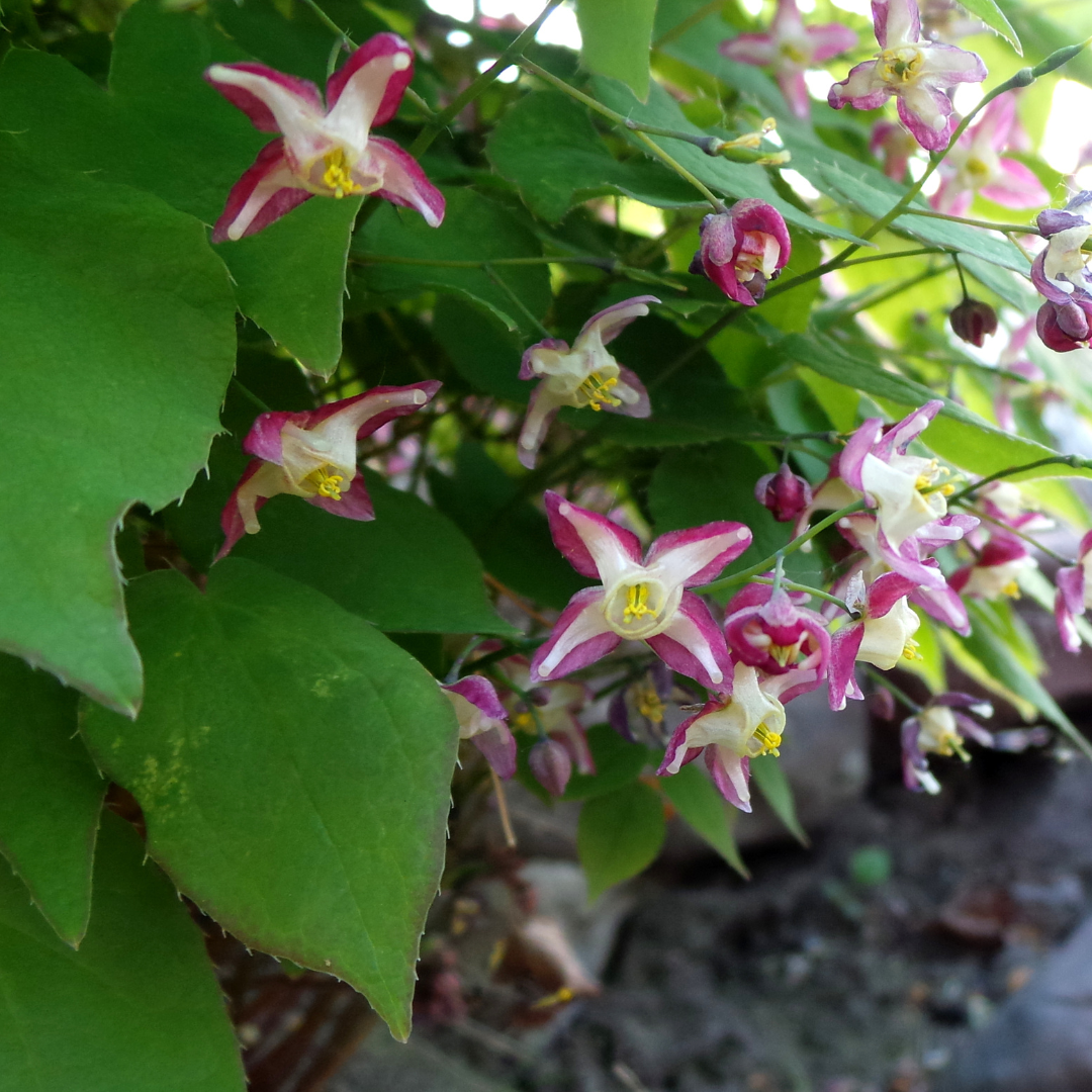 24x Epimedium rubrum - ↕10-25cm - Ø9cm
