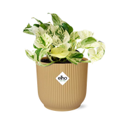 Epipremnum Pinnatum Happy Leaf in ELHO Vibes Fold 14cm geel