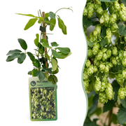 Humulus lup. Nordbrau - Noordbrouwhop 4x - Groen - Klimplant - Ø9cm - ↕35cm
