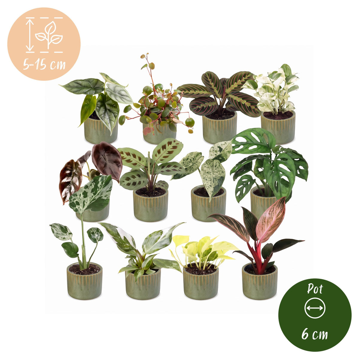 Baby Plants Surprise Box 12x - Verrassingsbox kleine planten - Diversen - Tropisch - incl. Linnea Olive - Ø6cm - ↕5-15cm