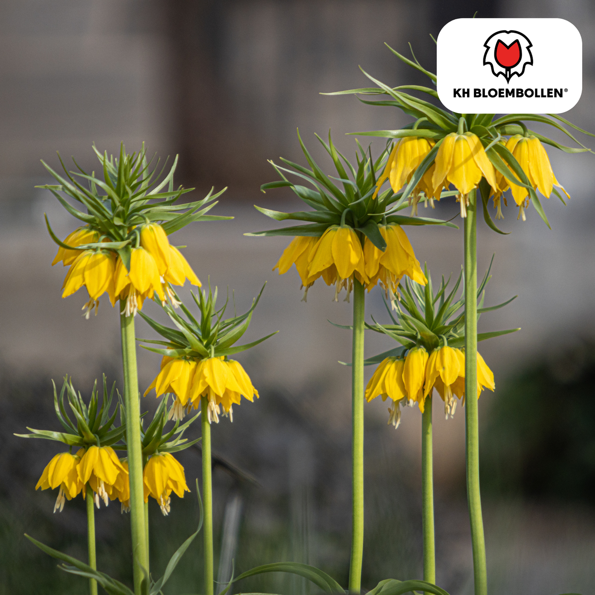 Fritillaria / Imperial Crown Lutea 5 pezzi