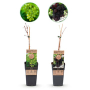 Paarse & Witte Druif -  Vitis vinifera Vanessa & Himrod  - Pitloos - 2 planten - Pot 15cm Hoogte 50cm