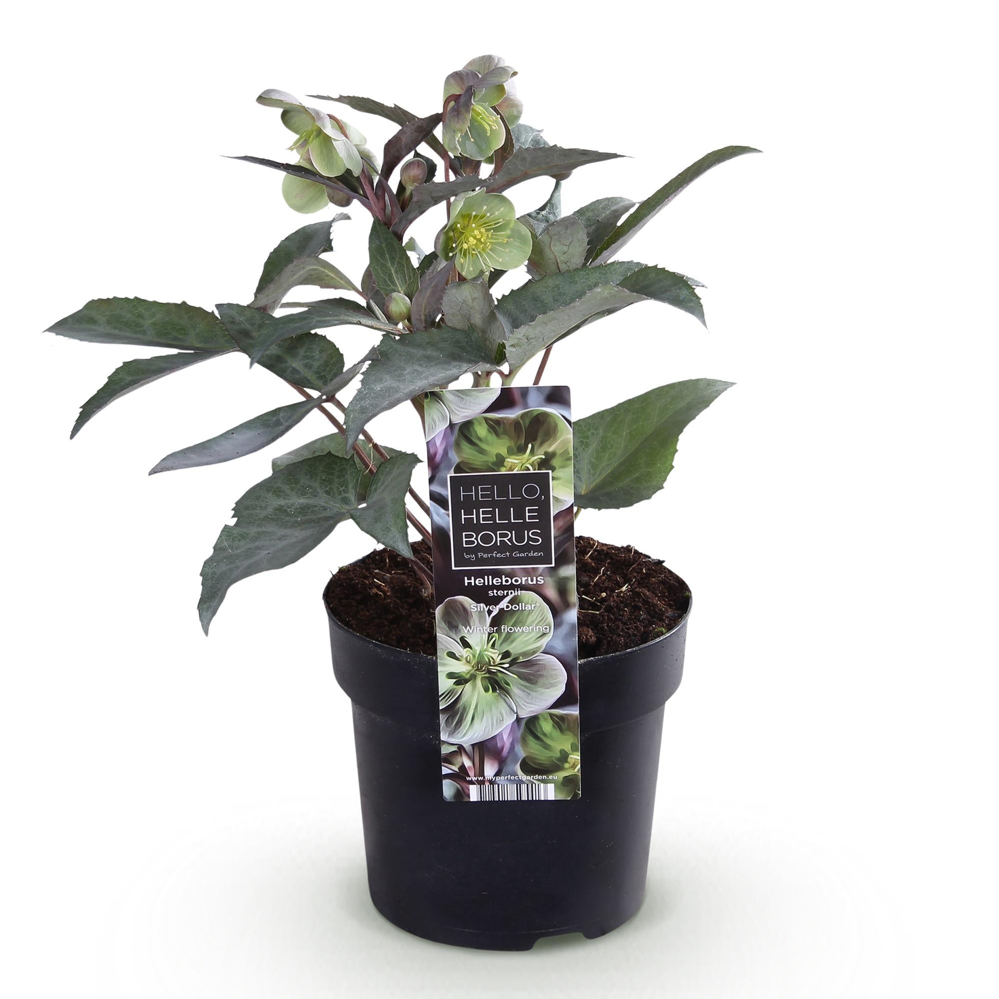 Lenten Rose Helleborus sternii Silver Dollar - Groene  Bloem -1 Plant - Groenblijvend - Pot 14cm Hoogte 35cm