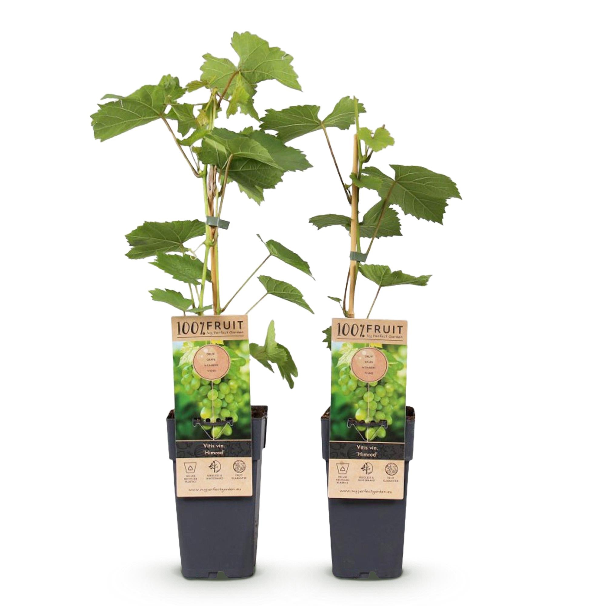 Green boutiQ - Pianta da frutto - Uva bianca - Vitis vinifera Himrod - Senza semi - 2 piante - Vaso 15 cm Altezza 50 cm