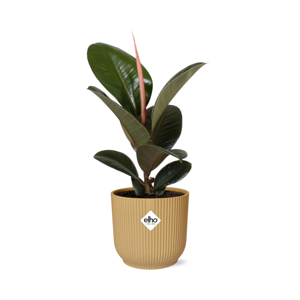 Ficus Elastica 'Robusta' en maceta plegable ELHO Vibes de 14 cm, color amarillo