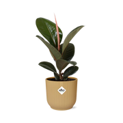 Ficus Elastica 'Robusta' en maceta plegable ELHO Vibes de 14 cm, color amarillo