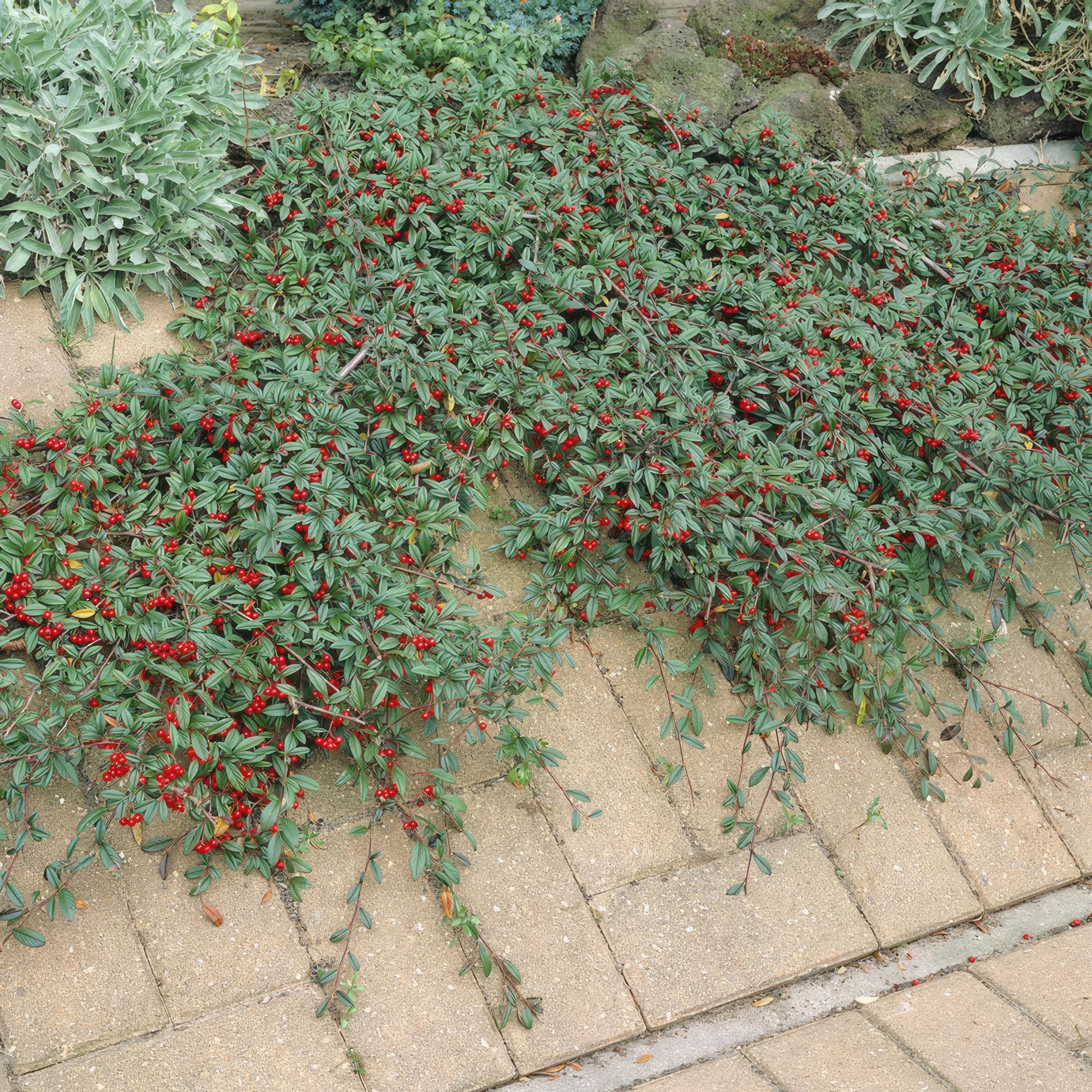 48x Cotoneaster dam. 'Major' - ↕25cm - Ø9cm