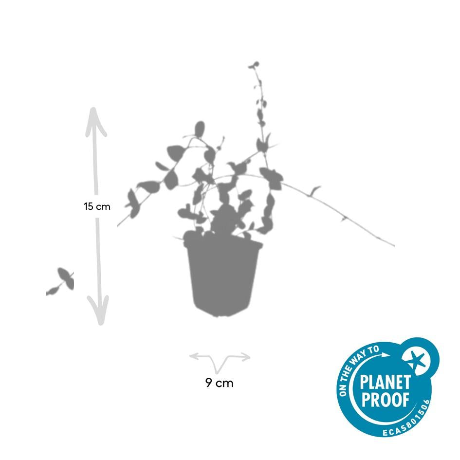 6x Vinca minor 'Blu e Oro' - ↕10-25cm - Ø9cm