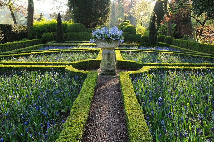 24x Buxus Sempervirens - ↕10-25cm - Ø9cm