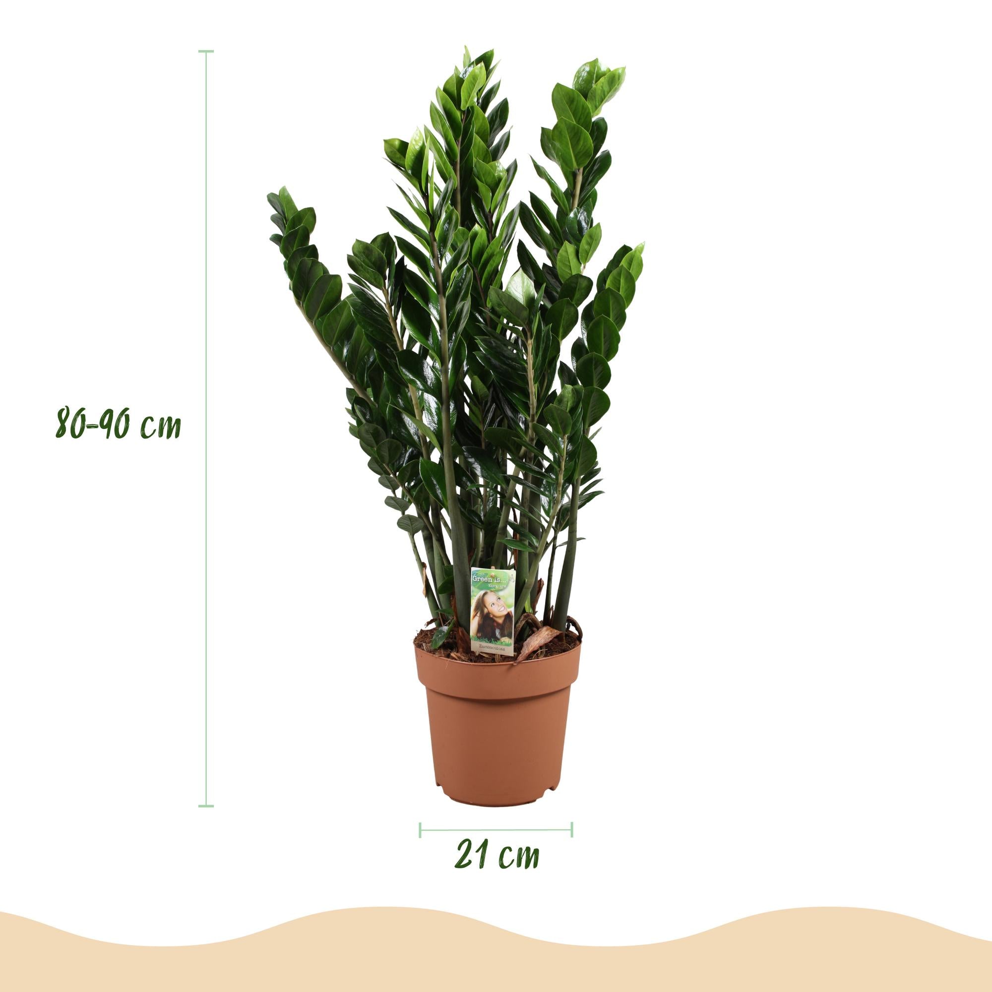 Zamioculcas - ZZ-plant - Pot 21cm - Hoogte 80-90cm