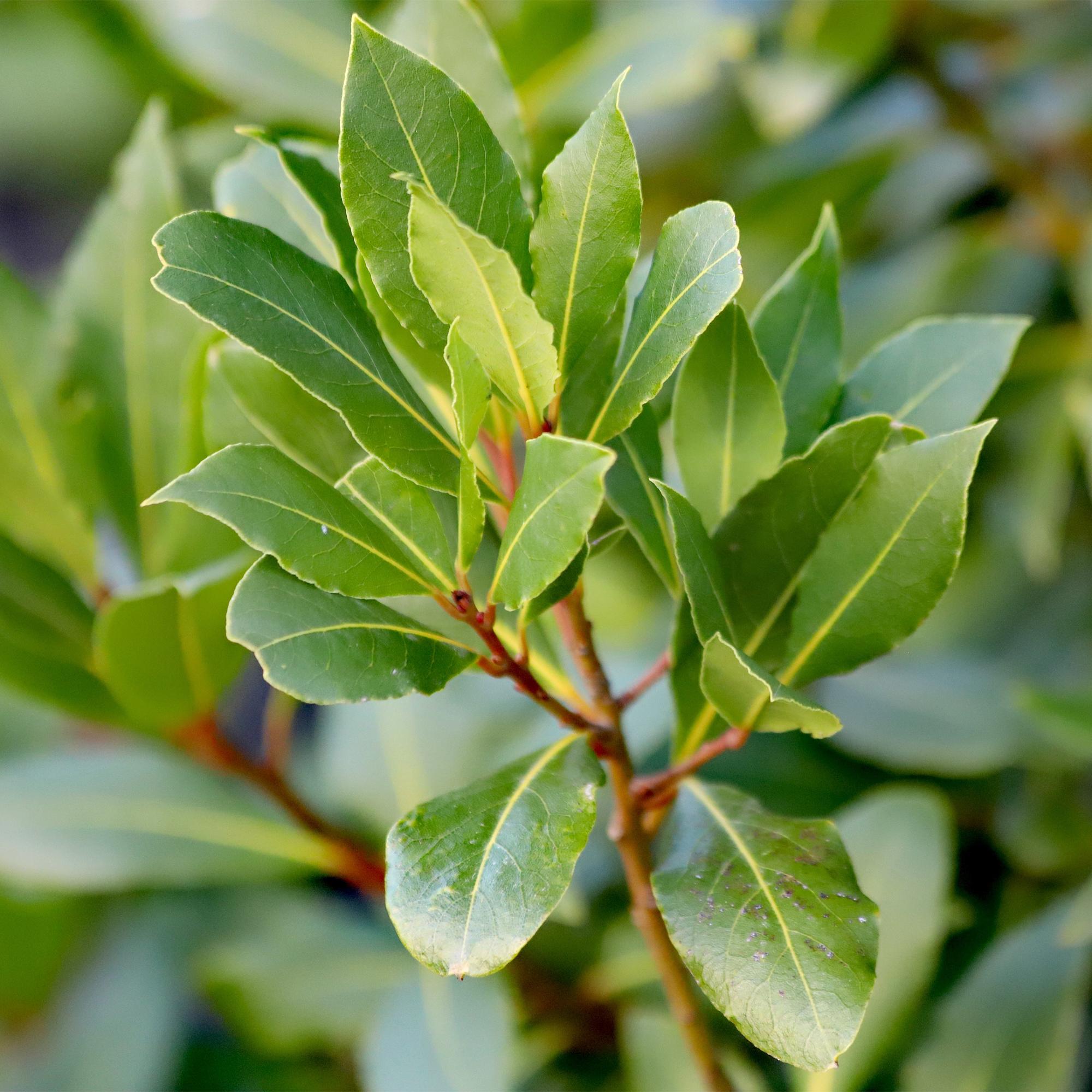 Laurus nobilis - Terras Plant - Bladhoudend - Winterhard - Groen Blad - Pot 19cm Hoogte 90cm