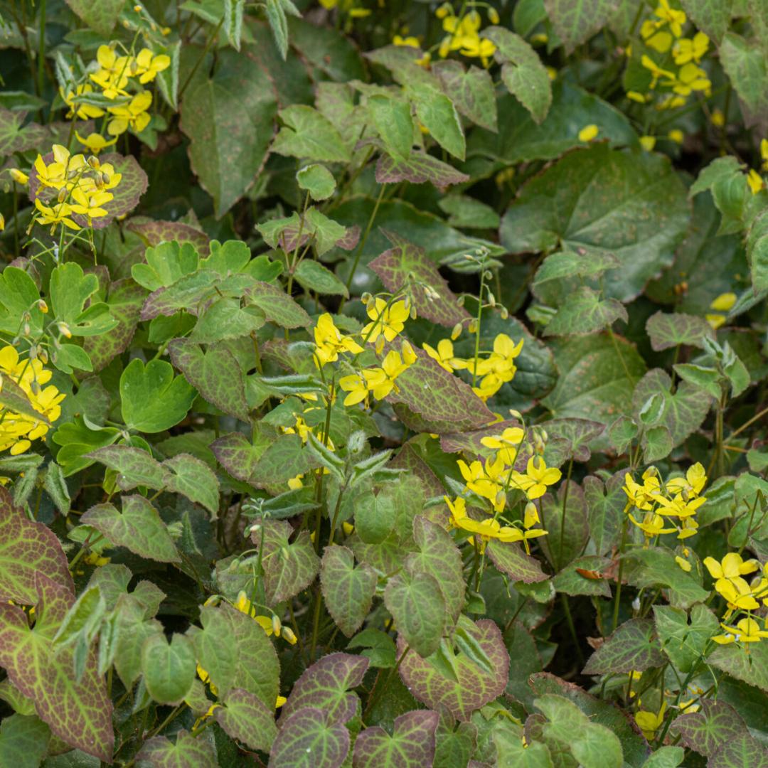 6x Epimedium perralc. 'Frohnleiten' - ↕10-25cm - Ø9cm